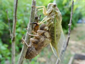 Cigale et son exuvie - Vallon de Sernhac