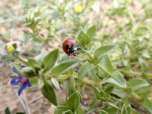 Coccinelle à 7 points, Coccinelle, Bête à bon Dieu Coccinella septempunctata Linnaeus, 1758 Classe : Insecta Ordre : Coleoptera Famille : Coccinellidae Sous-Famille : Coccinellinae Tribu : Coccinellini Genre : Coccinella Coccinelle à 7 points, Coccinelle, Bête à bon Dieu Coccinella septempunctata Linnaeus, 1758 Classe : Insecta Ordre : Coleoptera Famille : Coccinellidae Sous-Famille : Coccinellinae Tribu : Coccinellini Genre : Coccinella Vallon de Sernhac