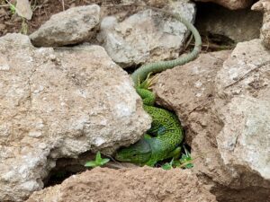 lézard ocellé Timon lepidus (Daudin, 1802) Ordre : Squamata Famille : Lacertidae Genre : Timon Vallon de Sernhac
