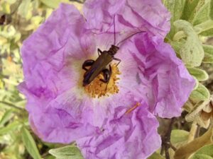Oedemera flavipes (Fabricius, 1792) Classe : Insecta Ordre : Coleoptera Famille : Oedemeridae Sous-Famille : Oedemerinae Tribu : Oedemerini Genre : Oedemera Vallon de Sernhac