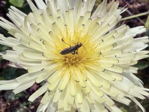 Oedemera nobilis (Scopoli, 1763) Classe : Insecta Ordre : Coleoptera Famille : Oedemeridae Sous-Famille : Oedemerinae Tribu : Oedemerini Genre : Oedemera Urosperme de Daléchamps Urospermum dalechampii (L.) Scop. ex F.W.Schmidt, 1795 Classe : Equisetopsida Ordre : Asterales Famille : Asteraceae Sous-Famille : Cichorioideae Tribu : Cichorieae Genre : Urospermum Vallon de Sernhac