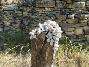 Vallon de Sernhac, randonnée, biodiversité