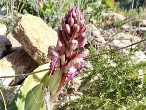 Le Orchis géant, Orchis à longues bractées, Barlie Himantoglosse de Robert , Le Orchis géant, Orchis à longues bractées, Barlie Himantoglossum robertianum (Loisel.) P.Delforge, 1999 Classe : Equisetopsida Ordre : Asparagales Famille : Orchidaceae Sous-Famille : Orchidoideae Tribu : Orchideae Genre : Himantoglossum Vallon de Sernhac