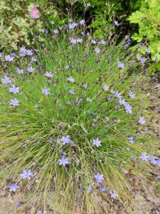 Aphyllanthe de Montpellier ; Œillet-bleu-de-Montpellier Aphyllanthes monspeliensis L., 1753 Classe : Equisetopsida Ordre : Asparagales Famille : Asparagaceae Sous-Famille : Aphyllanthoideae Genre : Aphyllanthes Vallon de Sernhac