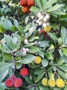 Arbousier commun ; arbre aux fraises Arbutus unedo L., 1753 Classe : Equisetopsida Ordre : Ericales Famille : Ericaceae Sous-Famille : Arbutoideae Genre : Arbutus Vallon de Sernhac