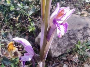 Limodore avorté ; Limodore sans feuille Limodorum abortivum (L.) Sw., 1799 Classe : Equisetopsida Ordre : Asparagales Famille : Orchidaceae Sous-Famille : Epidendroideae Tribu : Neottieae Genre : Limodorum Vallon de Sernhac