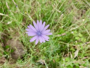 Laitue vivace, Lâche Lactuca perennis L., 1753 Classe : Equisetopsida Ordre : Asterales Famille : Asteraceae Sous-Famille : Cichorioideae Tribu : Cichorieae Genre : Lactuca Vallon de Sernhac