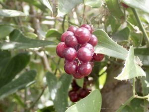 Salsepareille rude, Liseron épineux Smilax aspera L., 1753 Classe : Equisetopsida Ordre : Liliales Famille : Smilacaceae Genre : Smilax Vallon de Sernhac