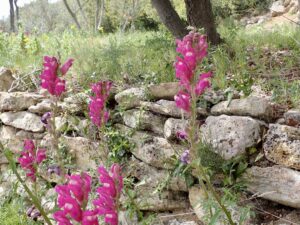 Muflier à grandes fleurs, Gueule-de-lion Antirrhinum majus L., 1753 Classe : Equisetopsida Ordre : Lamiales Famille : Plantaginaceae Tribu : Antirrhineae Genre : Antirrhinum Vallon de Sernhac