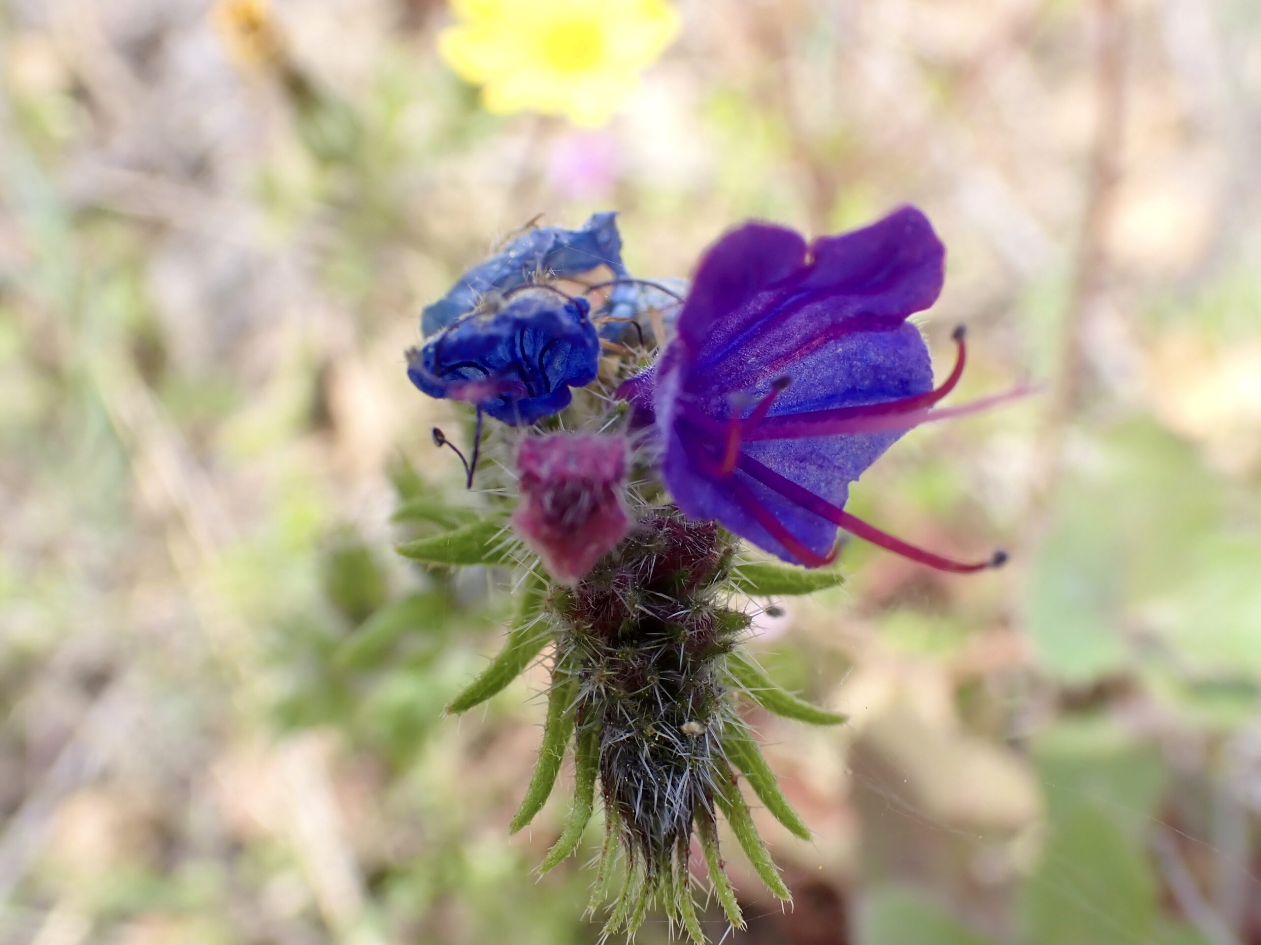 Vipérine commune, Vipérine vulgaire Echium vulgare L., 1753 Classe : Equisetopsida Ordre : Boraginales Famille : Boraginaceae Sous-Famille : Boraginoideae Tribu : Lithospermeae Genre : Echium Vallon de Sernhac
