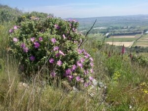 Ciste blanc, Ciste mâle à feuilles blanches Cistus albidus L., 1753 Classe : Equisetopsida Ordre : Malvales Famille : Cistaceae Genre : Cistus Vallon de Sernhac