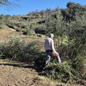Débroussaillage dans le bas du Vallon de Sernhac