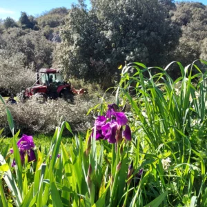 Débroussaillage dans le bas du Vallon de Sernhac
