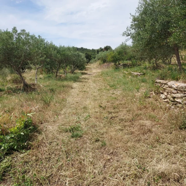 20260604 debroussaillage vallon #1